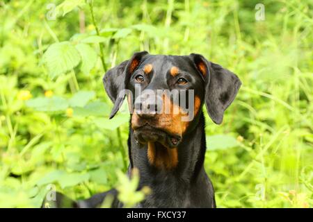 Dobermann ritratto Foto Stock