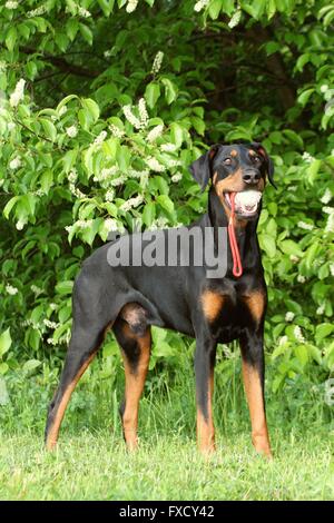 In piedi Dobermann Foto Stock