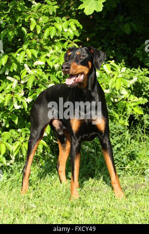 In piedi Dobermann Foto Stock