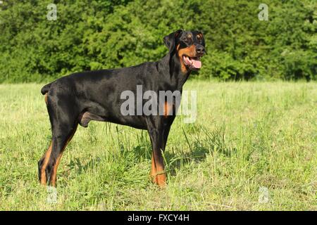 In piedi Dobermann Foto Stock