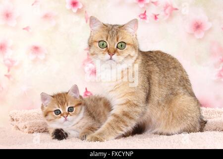 British Shorthair gatto con gattino Foto Stock