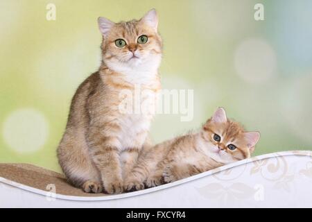 British Shorthair gatto con gattino Foto Stock