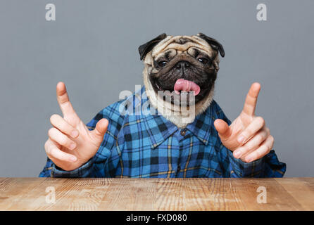 Uomo con pug testa di cane in camicia a scacchi seduta al tavolo e rivolto verso l'alto con entrambe le mani su sfondo grigio Foto Stock