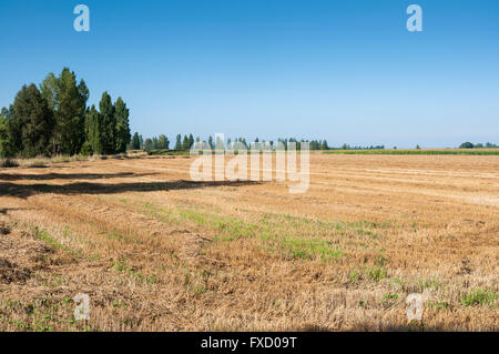 I campi di stoppie e pioppeti in un irrigato il paesaggio agricolo nella pianura del fiume Esla, in provincia di León, Spagna Foto Stock