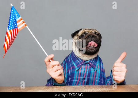 Funny pug dog con mani di uomo in camicia a scacchi holding bandiera degli Stati Uniti e che mostra Thumbs up su sfondo grigio Foto Stock