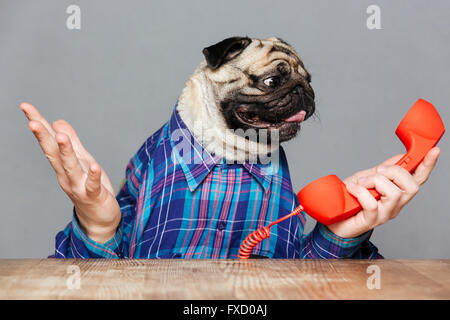 Confuso pug dog con mani di uomo in camicia a scacchi azienda telefono rosso ricevitore su sfondo grigio Foto Stock