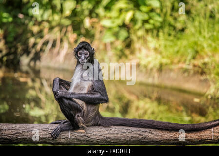 Ritratto di Geoffroy's spider monkey (Ateles geoffroyi) seduto su una struttura ad albero Foto Stock