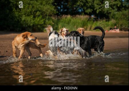 5 cani Foto Stock