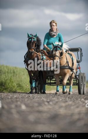 Cavallo e Carrozza Foto Stock