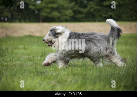 esecuzione di Bobtail Foto Stock