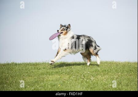 Riproduzione di pastore australiano Foto Stock