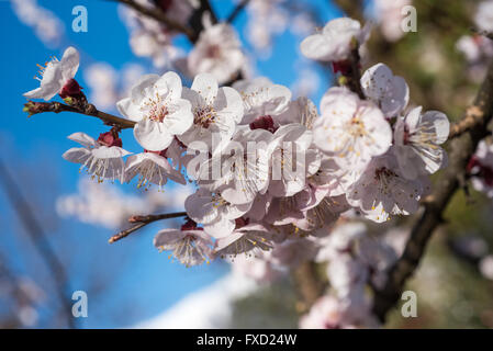 Fiori albicocca su sfondo sfocato Foto Stock