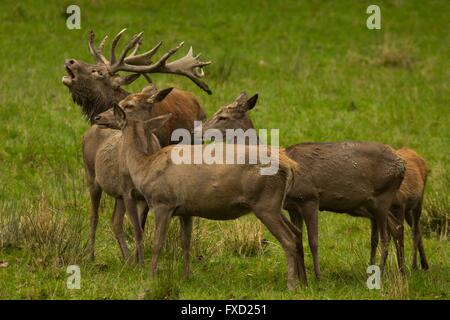 Red deer Foto Stock