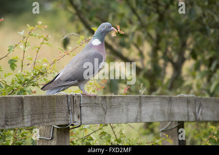 Un Woodpigeon (Columba palumbus) in piedi su una staccionata di legno. Foto Stock