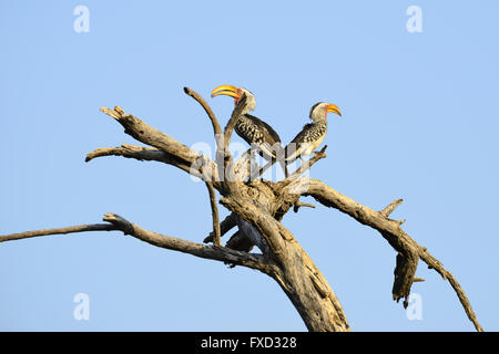 Coppia di Southern Yellow-fatturati Hornbills (Tockus leucomelas) in Etosha National Park, Namibia Foto Stock