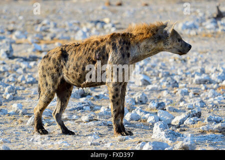 Spotted hyena (Crocuta crocuta)a Groot Okevi Waterhole in Etosha National Park, Namibia Foto Stock