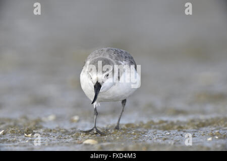- Wrybill Anarhynchus frontalis Foto Stock