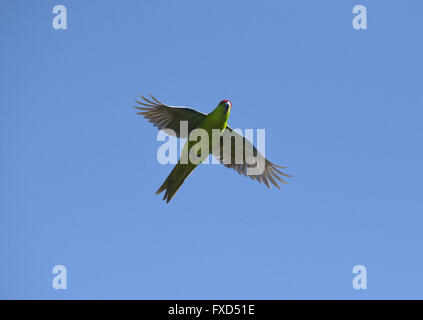 Rosso-incoronato parrocchetto - Cyanoramphus novaezelaniae Foto Stock