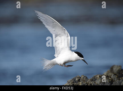 Bianco-fronteggiata Tern - Sterna striata Foto Stock