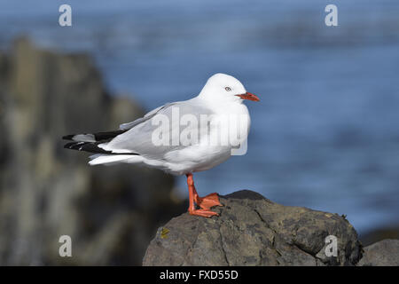 Rosso-fatturati Gull - Larus novaehollandiae Foto Stock