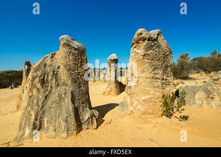 I Pinnacoli formazioni di calcare all'interno di Nambung National Park, Australia Occidentale a nord di Perth Foto Stock