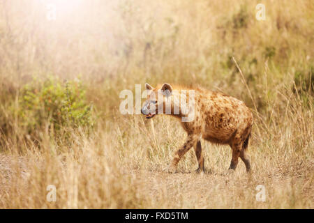 Lato ritratto di spotted hyena in erba Foto Stock