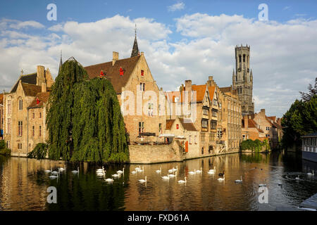 Cigni sul canale di fronte alla torre campanaria e il municipio di Bruges (Brugge) Foto Stock