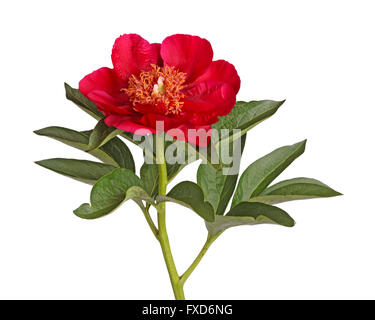 Un unico stelo di fiori e foglie di colore rosso brillante peonia (Paeonia lactiflora) cultivar Rubino Burma isolata contro bianco Foto Stock