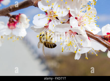 Bee raccogliere il polline dei fiori di albero di albicocche in primavera Foto Stock