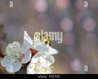 Bee in fioritura ciliegio Foto Stock