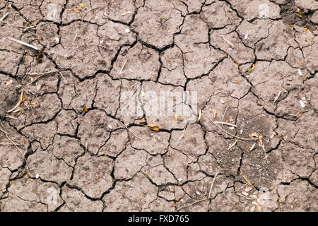 Secchi, incrinato, arida terra in Resaca de La Palma, Parco Statale vicino a Brownsville, Texas, Stati Uniti d'America Foto Stock