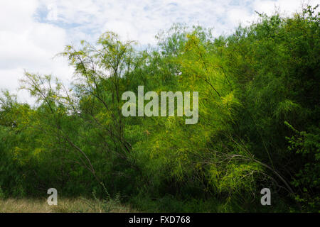 Retama alberi fioritura al margine del bosco di Resaca de La Palma stato parco vicino a Brownsville, Texas, Stati Uniti d'America Foto Stock
