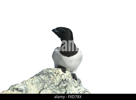 Little Auk - Alle alle Foto Stock