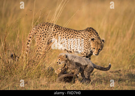 Cheetah madre e lupetti (Acinonyx jubatus) camminando in una prateria in Masai Mara, Kenya Foto Stock