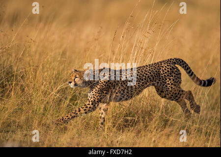 Ghepardo (Acinonyx jubatus) in esecuzione in una prateria in Masai Mara, Kenya Foto Stock