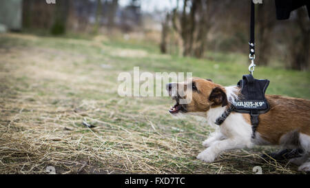 Un arrabbiato cane su un guinzaglio stretto Foto Stock