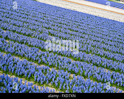 Flowerculture, campo con Hyacinthus orientalis, Noordwijkerhout, Paesi Bassi Foto Stock