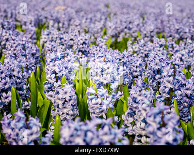 Flowerculture, campo con Hyacinthus orientalis, Noordwijkerhout, Paesi Bassi Foto Stock