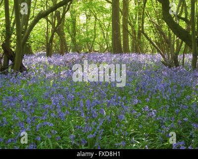 Bluebells nel bosco, Bourne, Lincolnshire, Regno Unito Foto Stock