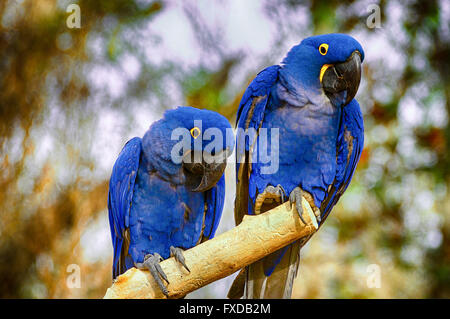 Coppia di ara giacinto Foto Stock