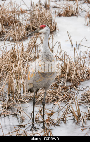 Gru Sandhill camminando sul laghetto congelato, Grus canadensis Primavera Michigan STATI UNITI Foto Stock