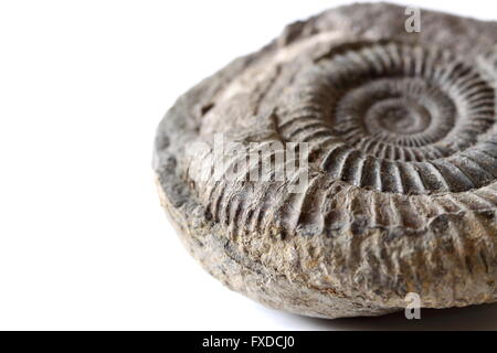 Ammonite fossile Foto Stock