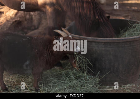 Un pigmeo di capra mangia fieno accanto al suo cavallo companion in un fienile in una fattoria. Foto Stock