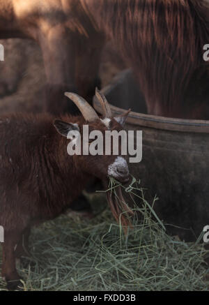 Un pigmeo di capra mangia fieno accanto al suo cavallo companion in un fienile in una fattoria. Foto Stock