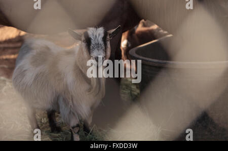 Toggenburg capra mangia fieno accanto al suo cavallo companion in un fienile in una fattoria. Foto Stock