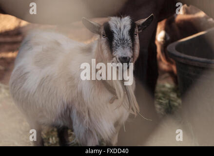 Toggenburg capra mangia fieno accanto al suo cavallo companion in un fienile in una fattoria. Foto Stock