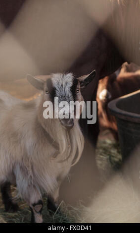 Toggenburg capra mangia fieno accanto al suo cavallo companion in un fienile in una fattoria. Foto Stock