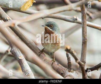 Maschio Trillo subalpino gara orientale Sylvia albistriata Cipro Foto Stock