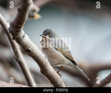 Maschio Trillo subalpino gara orientale Sylvia albistriata Cipro Foto Stock