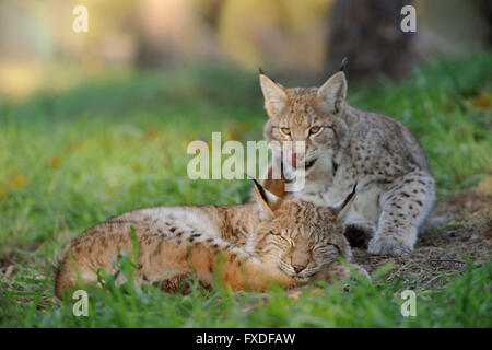 Eurasian Lynx / Eurasischer Luchs ( Lynx lynx ), giovane carino cubs, eccitante di ogni altra cosa divertente, leccare la sua lingua. Foto Stock